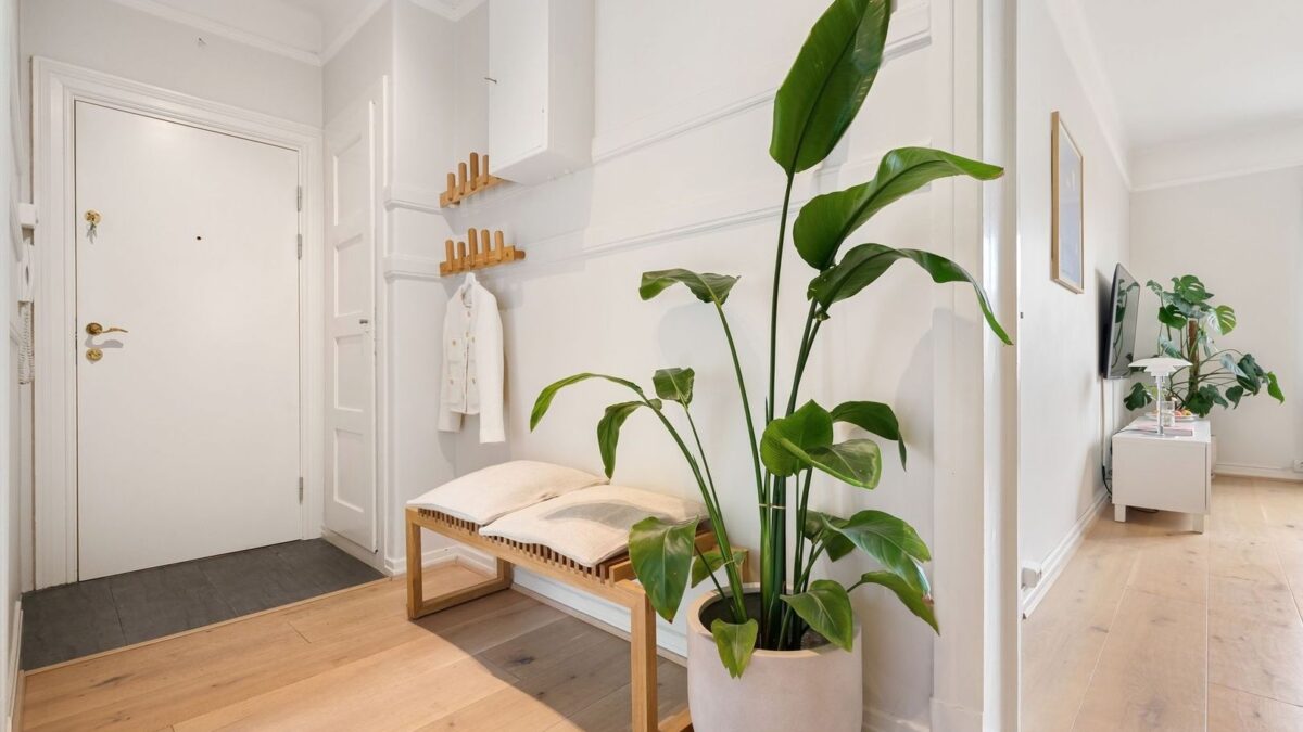 Entrée lumineuse et minimaliste avec banc, patères et grande plante
