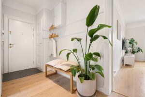 Entrée lumineuse et minimaliste avec banc, patères et grande plante