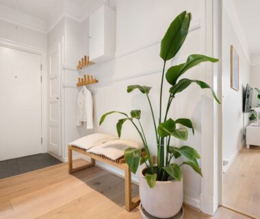 Entrée lumineuse et minimaliste avec banc, patères et grande plante